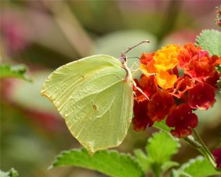 Kleopatra (Gonepteryx cleopatra)