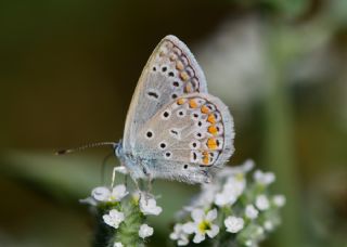 okgzl Meneke Mavisi (Polyommatus thersites)