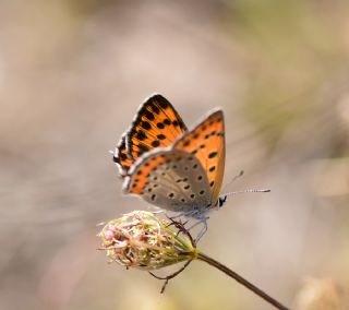 Kk Ate Gzeli (Lycaena thersamon)