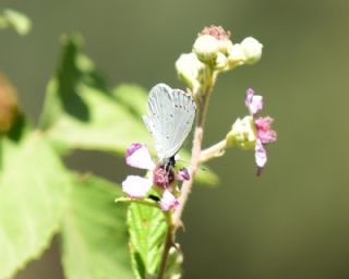 Kutsal Mavi (Celastrina argiolus)