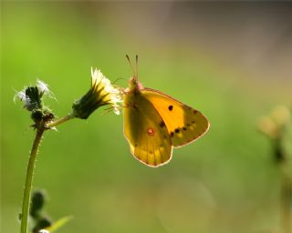 Gzel Azamet (Colias alfacariensis)