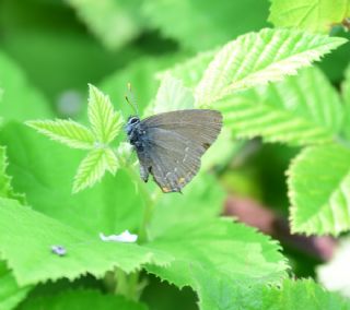 Byk Sevbeni (Satyrium ilicis)