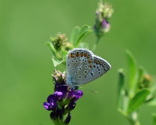 okgzl Mavi (Polyommatus icarus)