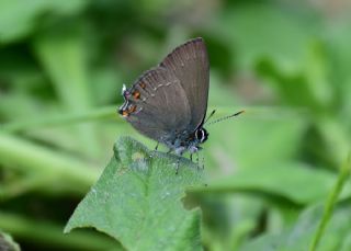 Byk Sevbeni (Satyrium ilicis)