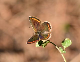okgzl Esmer (Aricia agestis)