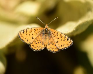 Gzel parhan (Melitaea trivia)