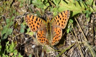 spanyol Kraliesi (Issoria lathonia)