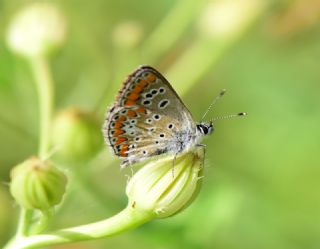 okgzl Esmer (Aricia agestis)