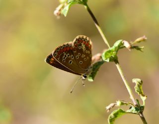 okgzl Esmer (Aricia agestis)