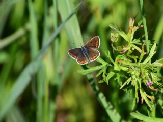 okgzl Esmer (Aricia agestis)