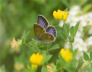 okgzl Mavi (Polyommatus icarus)