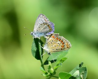 okgzl Mavi (Polyommatus icarus)