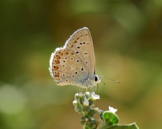 Çokgözlü Mavi (Polyommatus icarus)