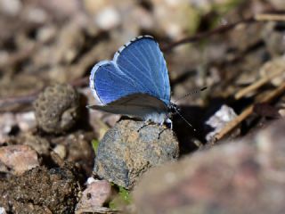 Kutsal Mavi&nbsp;(Celastrina&nbsp;argiolus)