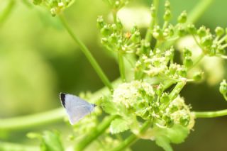 Kutsal Mavi (Celastrina argiolus)