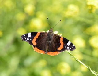 Atalanta (Vanessa atalanta)