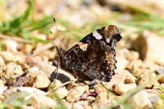 Atalanta (Vanessa atalanta)