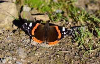 Atalanta (Vanessa atalanta)