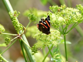 Atalanta (Vanessa atalanta)