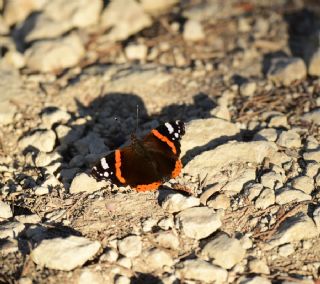 Atalanta (Vanessa atalanta)