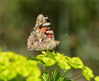 Diken Kelebei (Vanessa cardui)