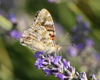 Diken Kelebei (Vanessa cardui)