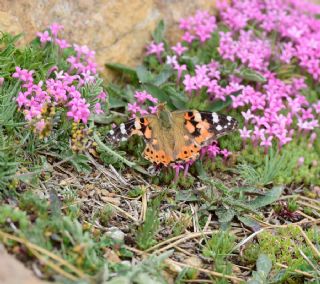 Diken Kelebei (Vanessa cardui)