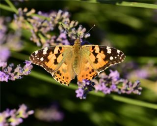 Diken Kelebei (Vanessa cardui)