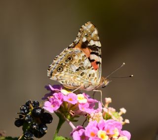 Diken Kelebei (Vanessa cardui)