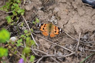Diken Kelebeği (Vanessa cardui)