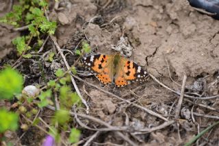 Diken Kelebei (Vanessa cardui)