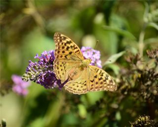 Bahadr (Argynnis pandora)