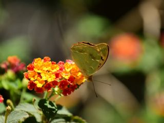 Bahadr (Argynnis pandora)