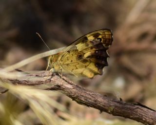 Karanlk Orman Esmeri (Pararge aegeria)
