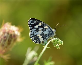 Orman Melikesi (Melanargia galathea)