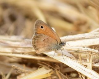 Kk Zpzp Perisi (Coenonympha pamphilus)