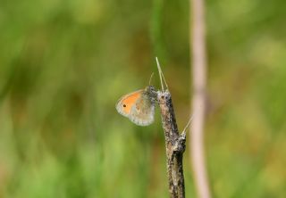 Kk Zpzp Perisi (Coenonympha pamphilus)