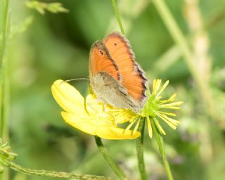 Kk Zpzp Perisi (Coenonympha pamphilus)