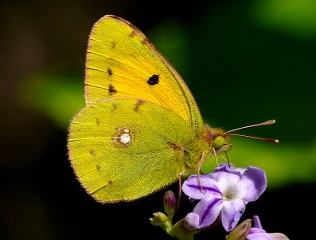 Sar Azamet (Colias croceus)