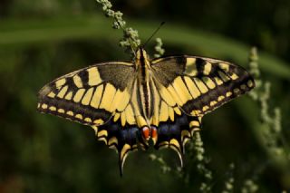 Krlangkuyruk (Papilio machaon)