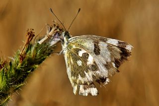 Yeni Beneklimelek (Pontia edusa)