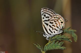 Balkan Kaplan (Tarucus balkanicus)