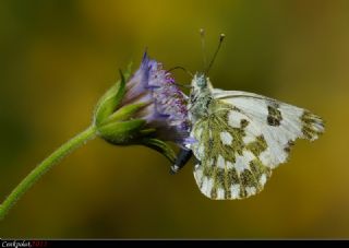 Yeni Beneklimelek (Pontia edusa)