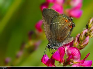 Byk Sevbeni (Satyrium ilicis)