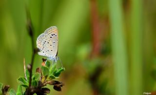 Karsandra (Zizeeria karsandra)