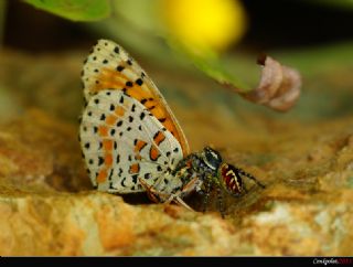 Benekli parhan (Melitaea didyma)