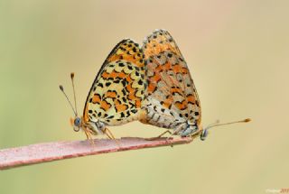 Gzel parhan (Melitaea trivia)