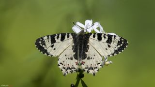 Kafkas Fistosu (Zerynthia caucasica)