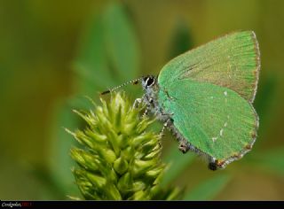 Zmrt (Callophrys rubi)