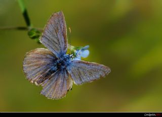 okgzl Meneke Mavisi (Polyommatus thersites)